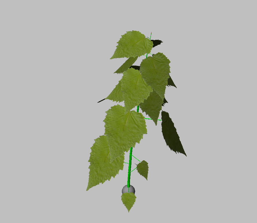 Poplar model