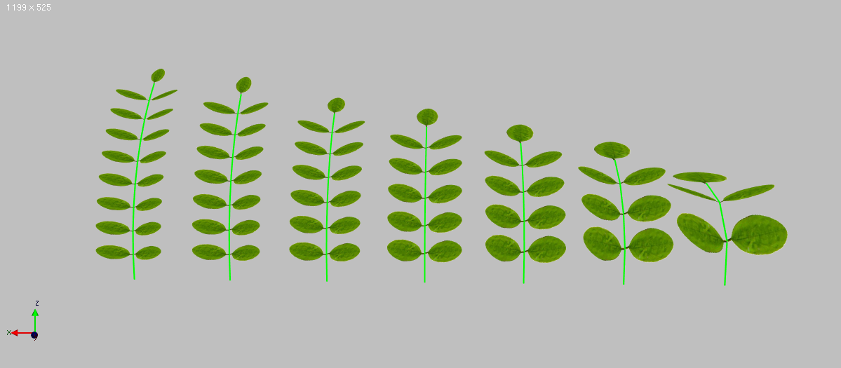 Robinia Leaf