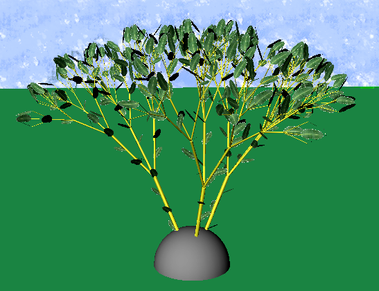 bush