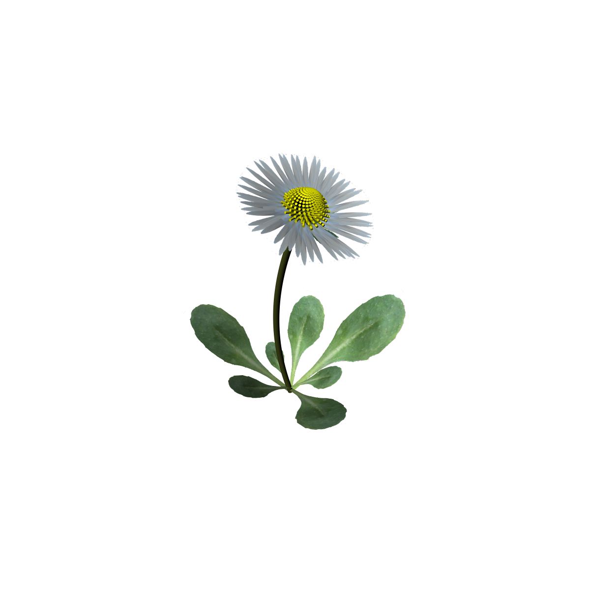 Common Daisy