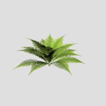 fernMod