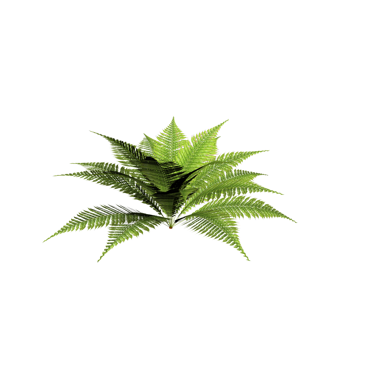 Male Fern