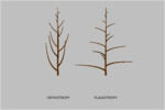 growthDirection