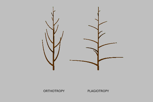 General growth direction