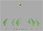 sensitive_trees