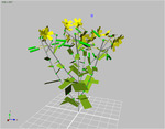 simpleRapeseed